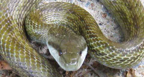 日本の蛇の種類 この８種だけマスターすれば大丈夫 ヘビ図鑑