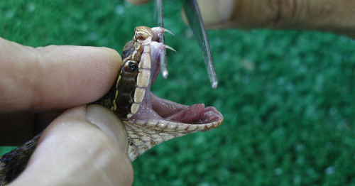 日本の毒蛇 身近な毒ヘビと毒性比較 マムシ ハブ ヤマカガシ