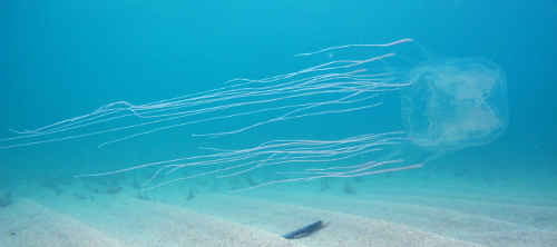 恐怖の殺人クラゲ 電気クラゲ 日本沿岸の毒クラゲの種類