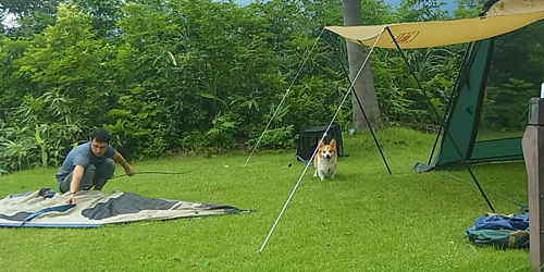 ペットと泊まれる人気のキャンプ場　新潟県