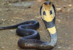 世界の毒蛇　エジプトコブラ