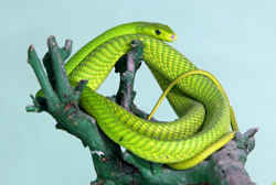 世界の毒蛇　トウブグリーンマンバ