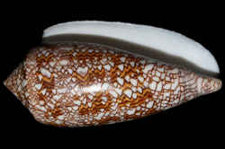 イモガイの貝殻／タガヤサンミナシ