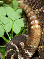 ガラガラヘビの尻尾／ガラガラ