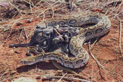 幼蛇を守るラッセルクサリヘビ