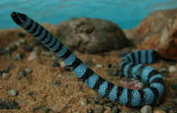 エラブウミヘビ／青と黒のツートンカラーが美しい