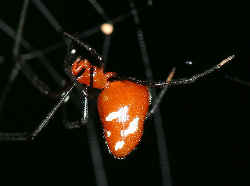 アカイソウロウグモ／赤い蜘蛛