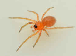 チビアカサラグモ／赤い蜘蛛