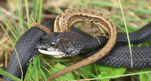黒い蛇の正体を探る 身近に潜む黒蛇を徹底解明