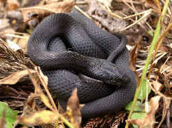 黒い蛇 カラスヘビ／シマヘビの黒化個体。日本の黒い蛇の代表格です。