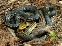 カラスヘビ（黒化個体）とシマヘビ（普通個体）との交尾／日本の黒い蛇