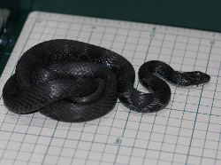 ヤマカガシの黒化個体／黒い蛇