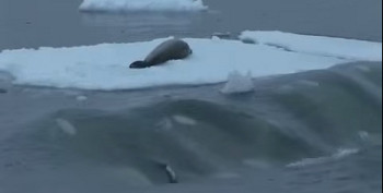 氷上のアザラシを狩るシャチ。大波を起こすために、シャチ５～６頭が一列に並んで氷の下を通過します／最強の海洋生物 シャチの生態と知恵