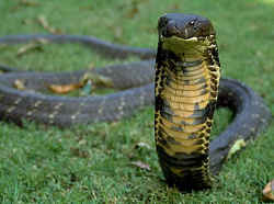 コブラ科の毒蛇／キングコブラ