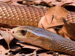 コブラ科の毒蛇／インランドタイパン