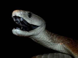 コブラ科の毒蛇／ブラックマンバ