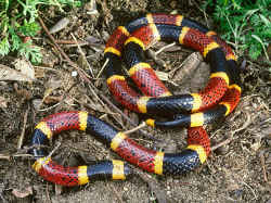 赤い蛇／サンゴヘビ