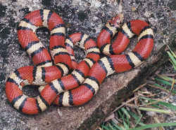 赤い蛇／アカミルクヘビ