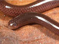 ブラーミニメクラヘビ／世界の小さいヘビ、世界最小の蛇