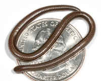 バルバドスホソメクラヘビ／世界の小さいヘビ、世界最小の蛇