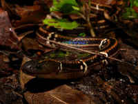 ハイ／沖縄の蛇　生態画像