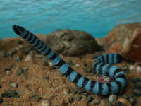 エラブウミヘビ／沖縄の危険生物（海の生き物）