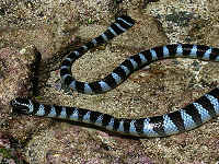 陸に上がったエラブウミヘビ／沖縄のウミヘビ
