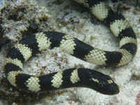 クロガシラウミヘビ／沖縄のウミヘビ