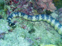イイジマウミヘビ／沖縄のウミヘビ