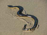 セグロウミヘビ／沖縄のウミヘビ