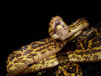 ハブ（ホンハブ）／沖縄の蛇　生態画像