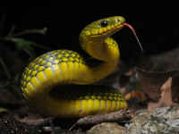 リュウキュウアオヘビ／沖縄の蛇　生態画像
