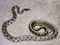 タイワンスジオ／沖縄の蛇　生態画像