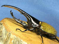 カブトムシ（ヘラクレスオオカブト）／世界一強い虫ランキング