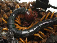 ペルーオオムカデ（ナンベイオオムカデ）／世界一強い虫ランキング