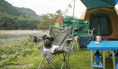 ペットと泊まれる人気のキャンプ場：茨城県／上小川キャンプ場
