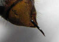 スズメバチの毒針。ハチの毒針は産卵管が変化したものなので、刺すのはメスだけです。／ズメバチによる死亡事故  怖いアナフィラキシーショック