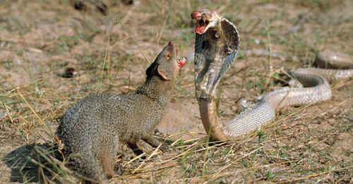 天敵マングースと死闘するインドコブラ／コブラ科の毒蛇