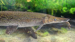 ガー科（魚類）：アリゲーターガー／侵略的外来種リストの「定着を予防する種」に指定