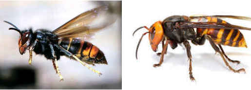 ツマアカスズメバチとオオスズメバチとの違い（比較）
