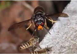 ミツバチを襲撃するツマアカスズメバチ