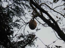 高い木の枝につくられたツマアカスズメバチの巣